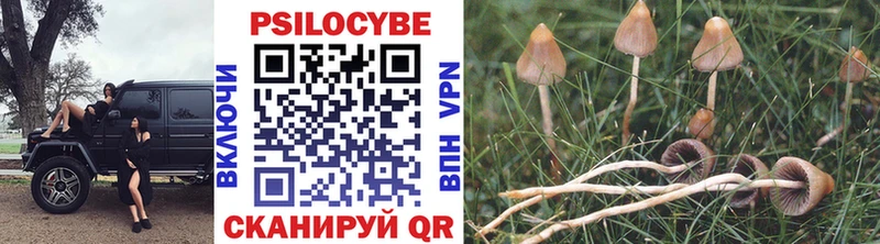 Галлюциногенные грибы Psilocybine cubensis Беломорск